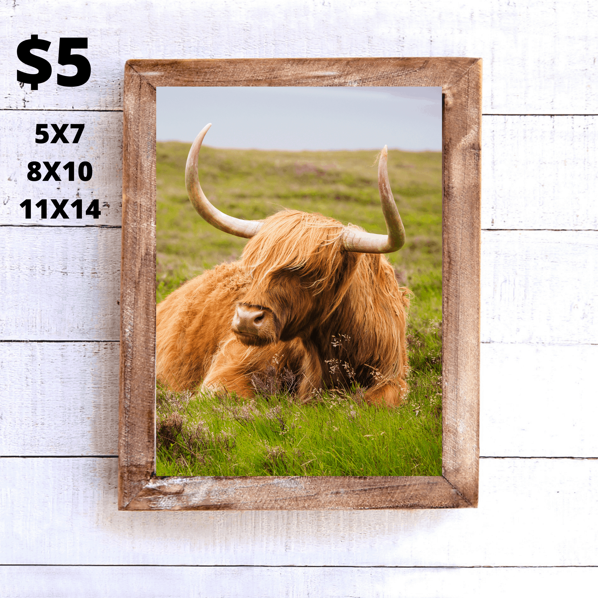 highland-cow-print