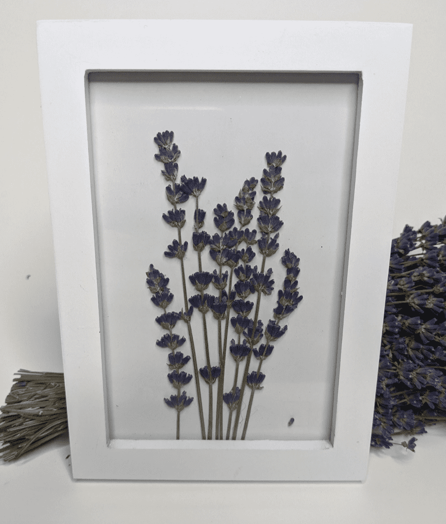 lavender-stems